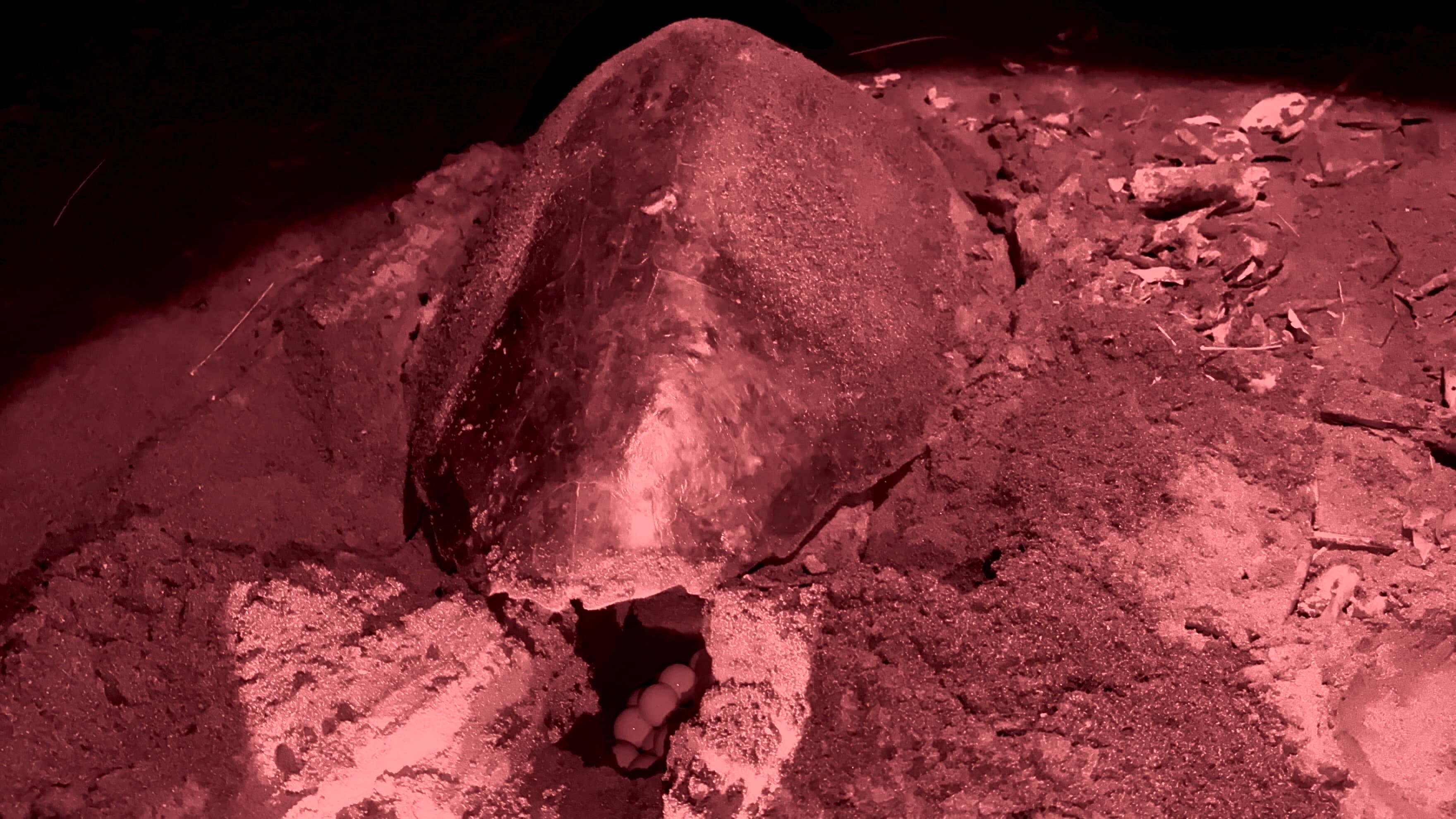 Sea Turtle Observation - Image 6