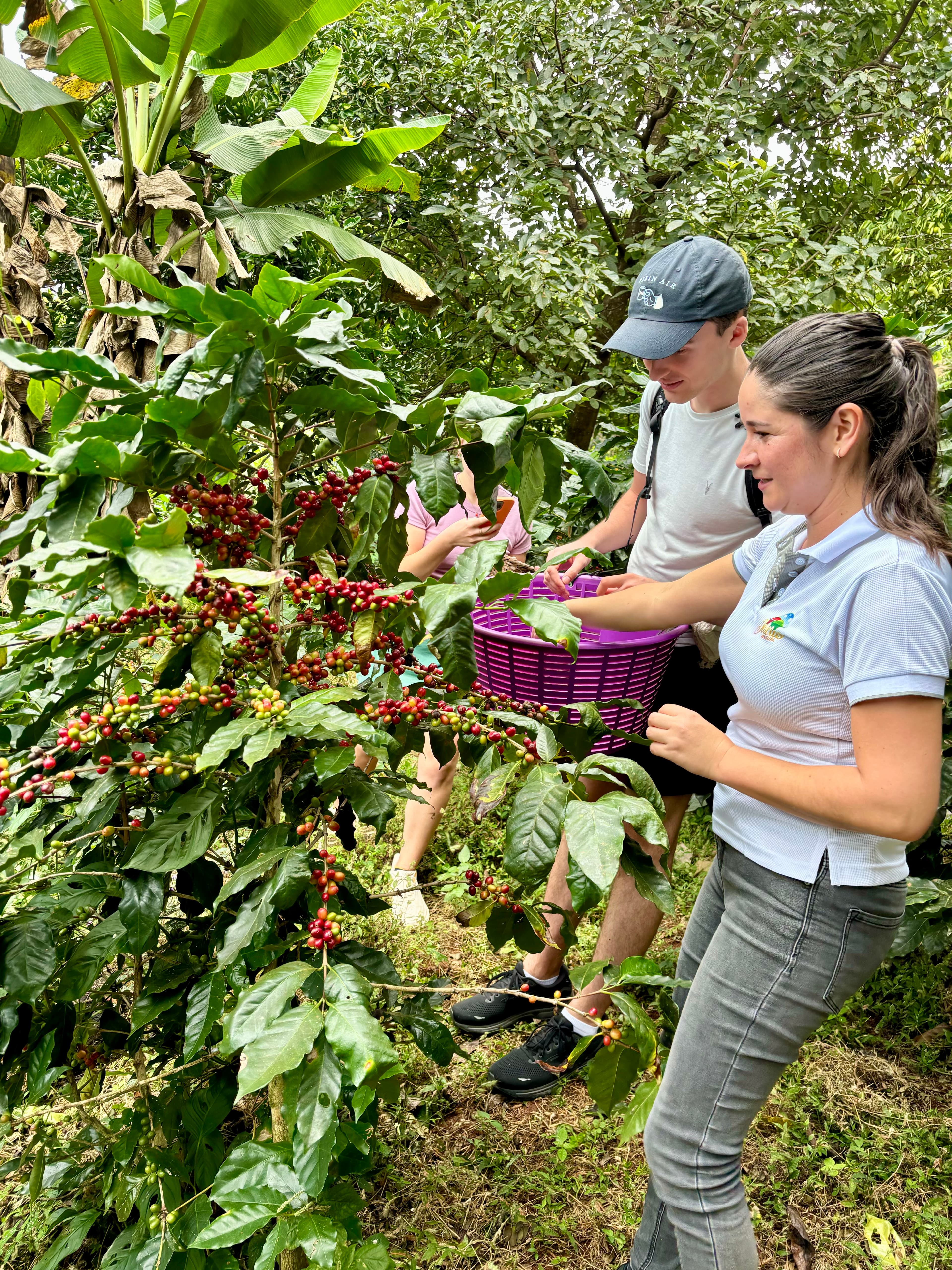 Coffee Tour & Waterfall