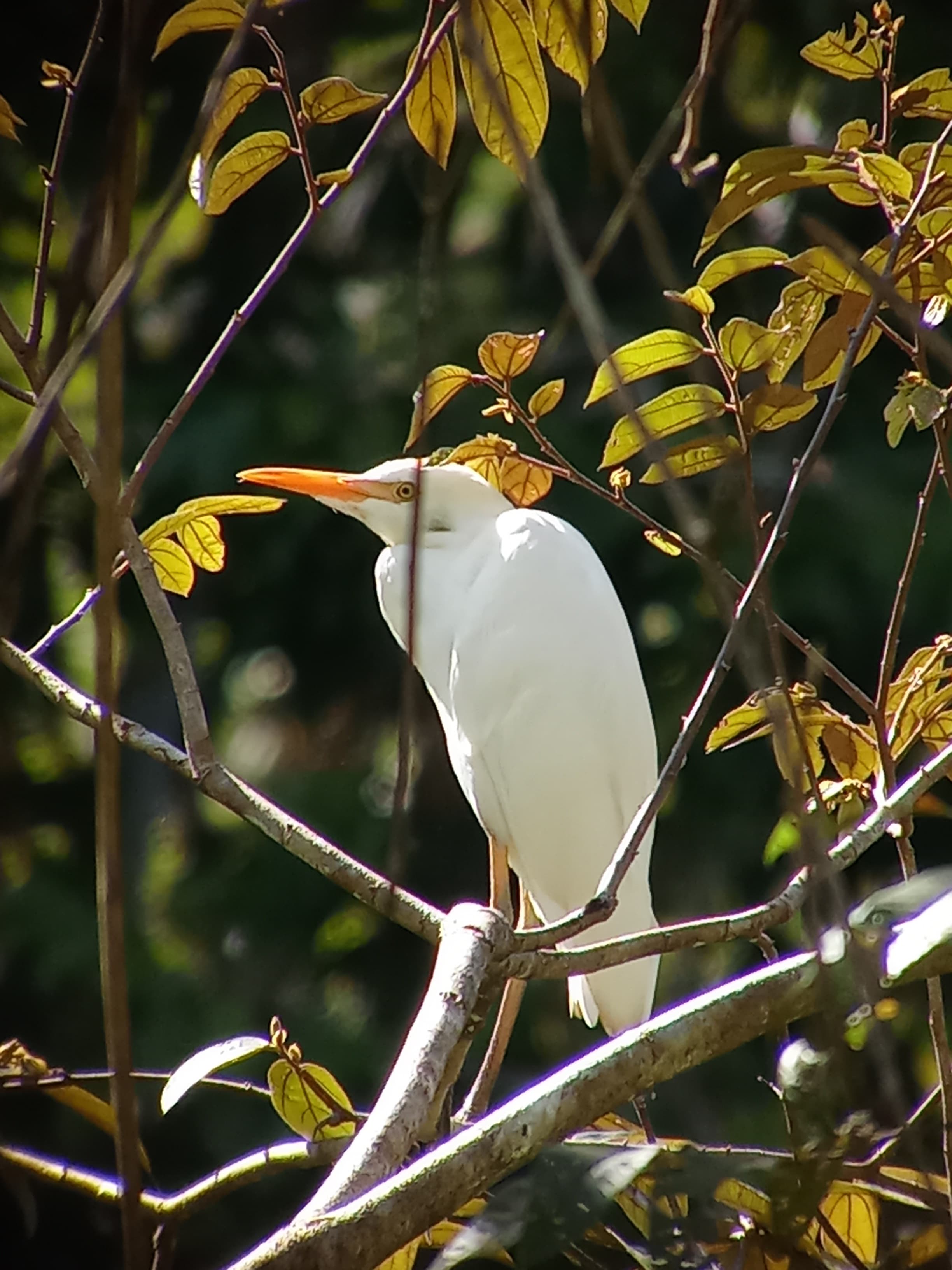 Mangrove Kayak Tour - Image 1