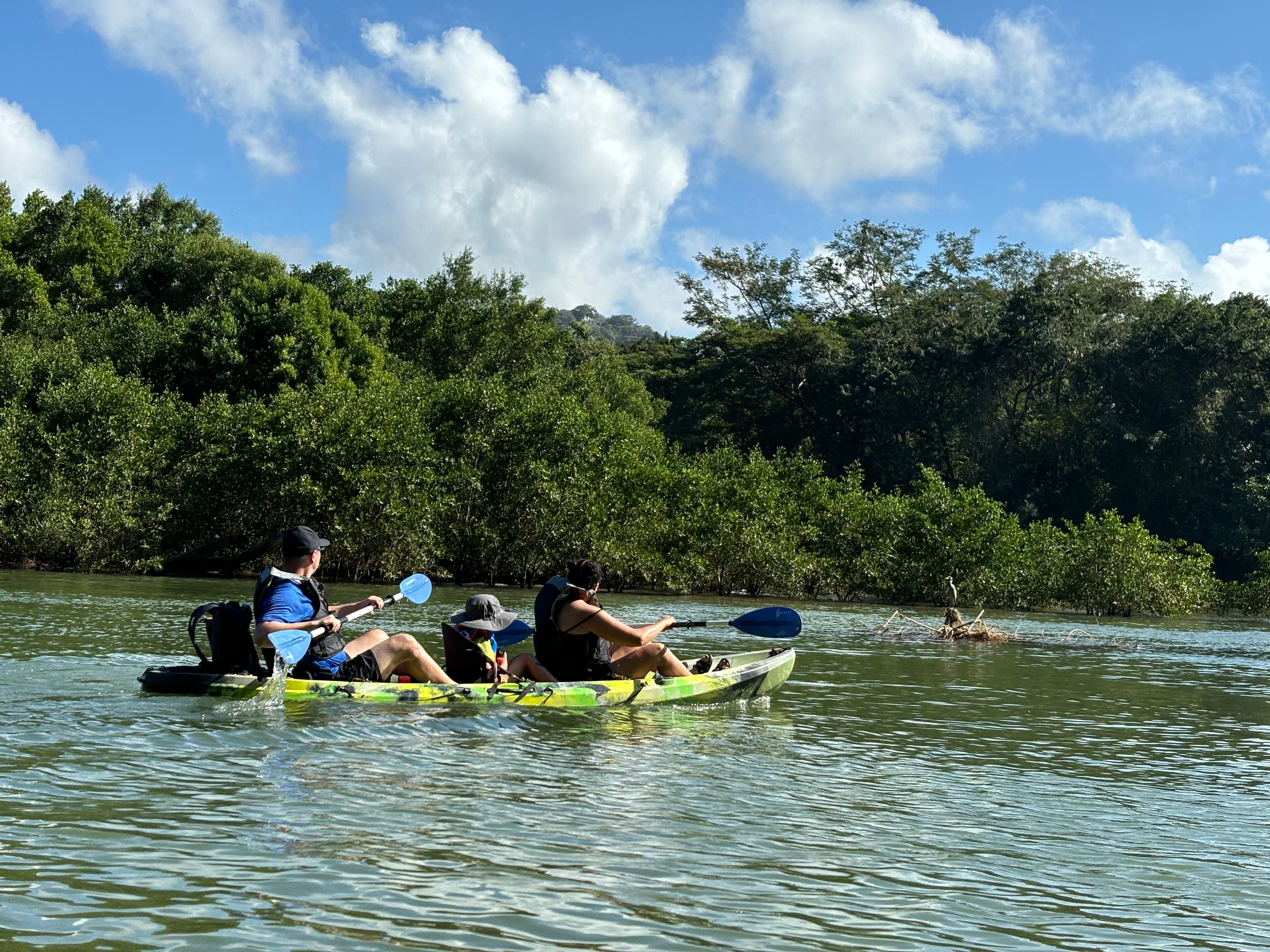 Mangrove Kayak Tour - Image 3