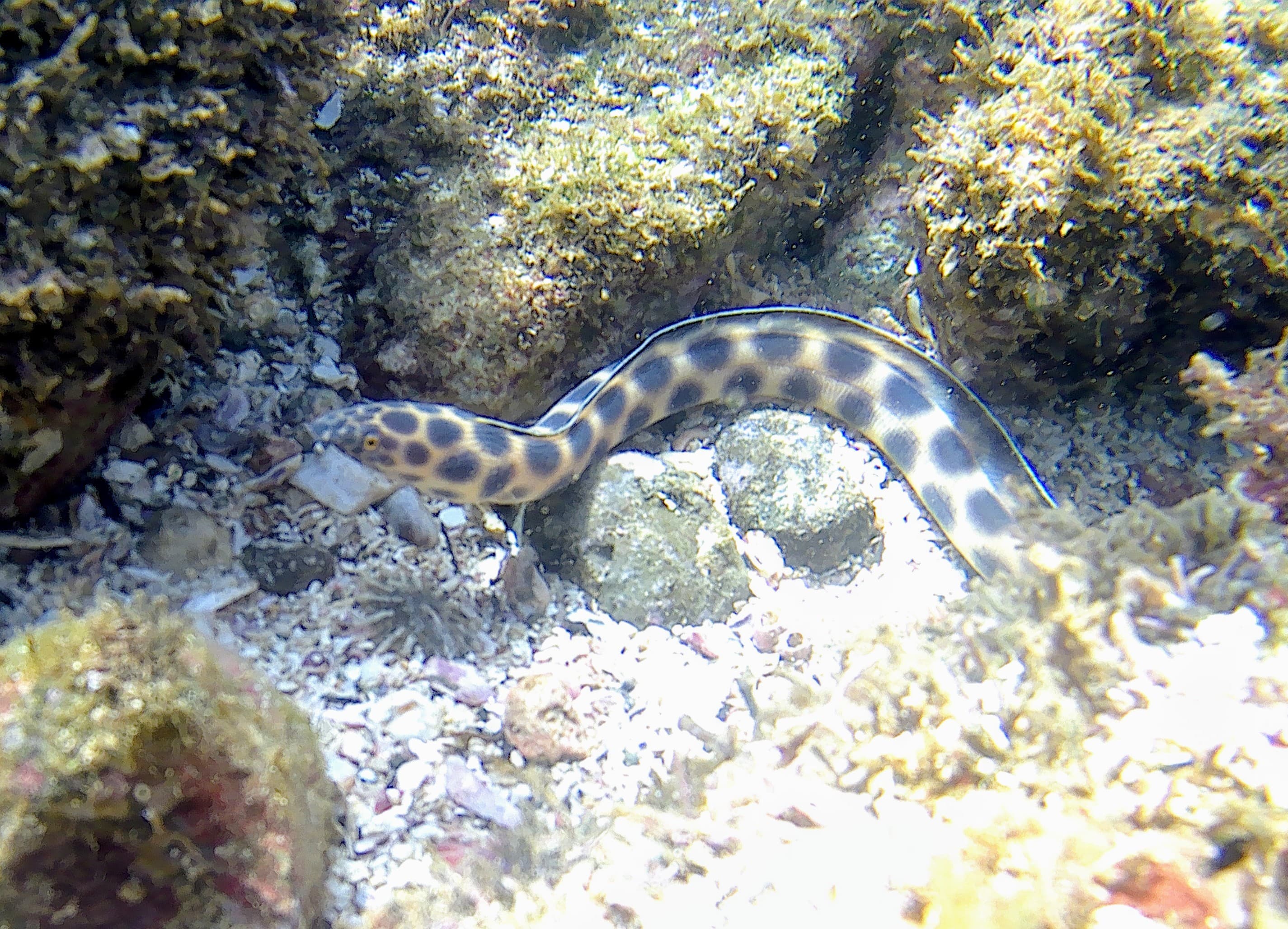 Kayak & Snorkeling Adventure - Image 1