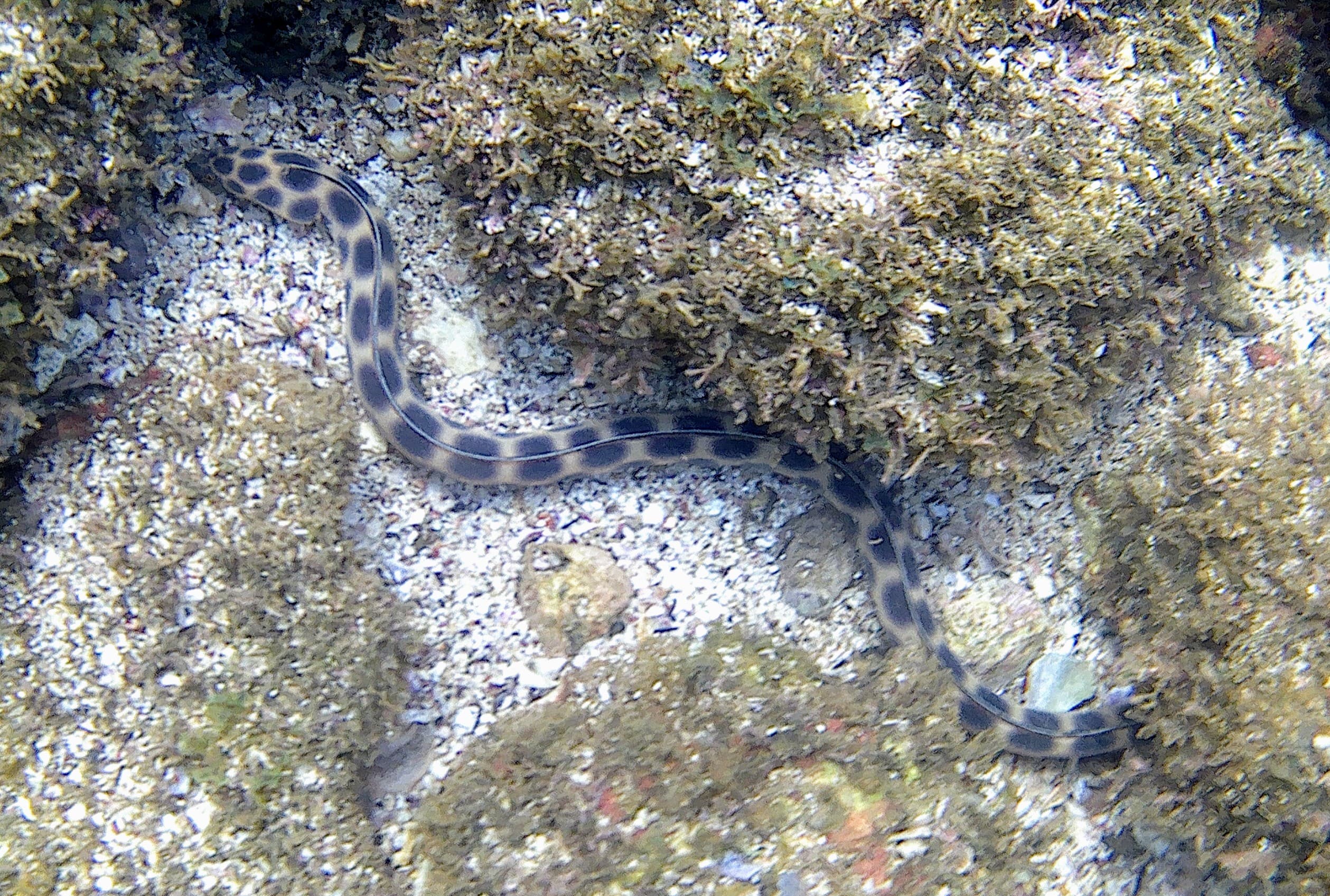 Kayak & Snorkeling Adventure - Image 2
