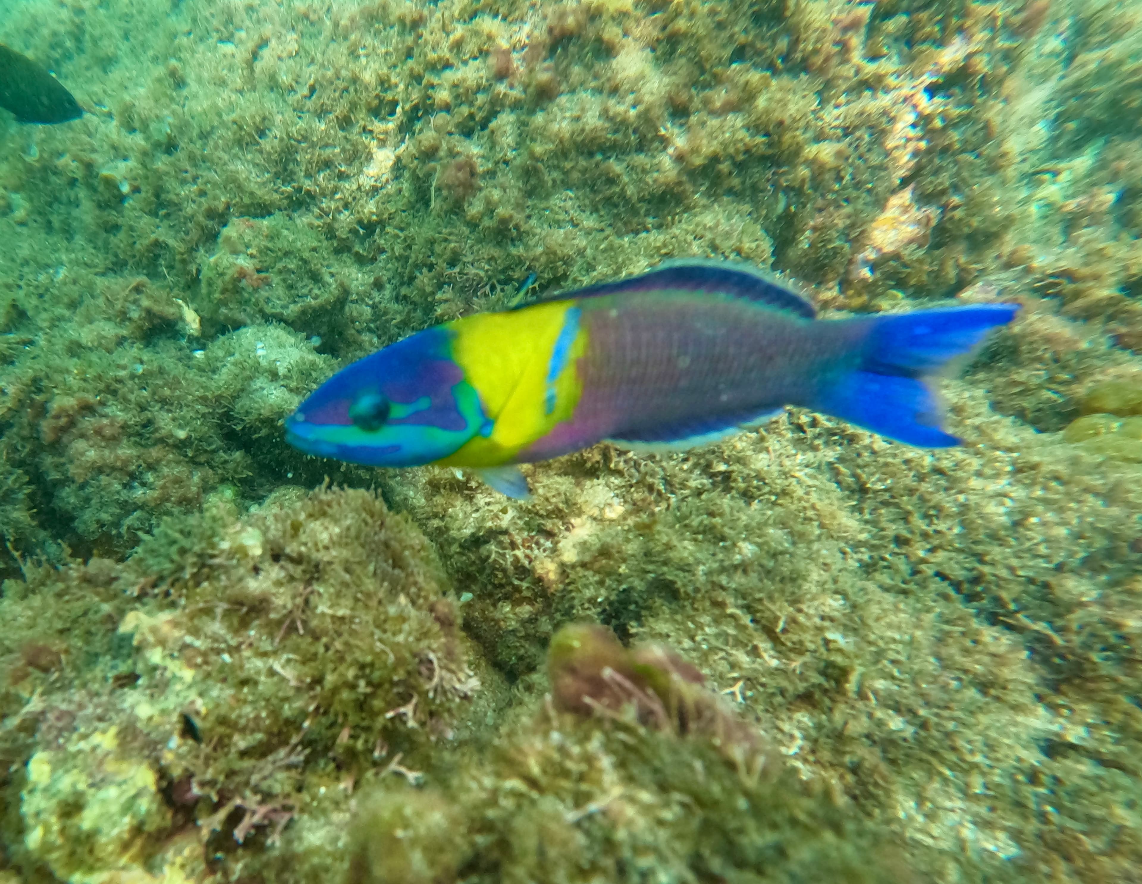 Kayak & Snorkeling Adventure - Image 6