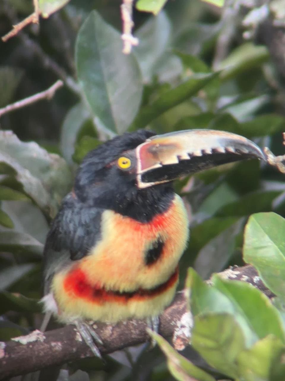 One Day Tour La Fortuna - Image 3