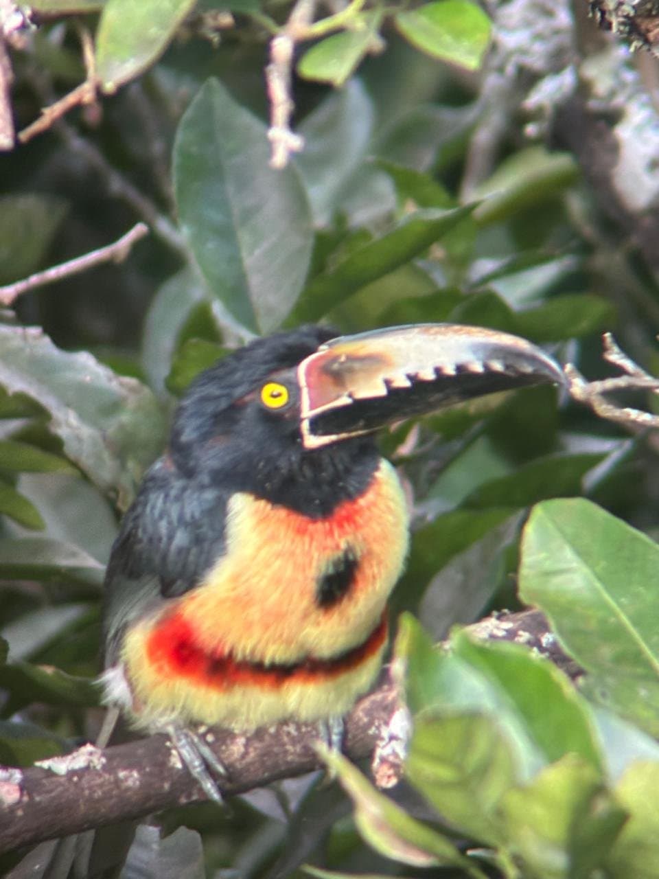 One Day Tour La Fortuna - Image 5