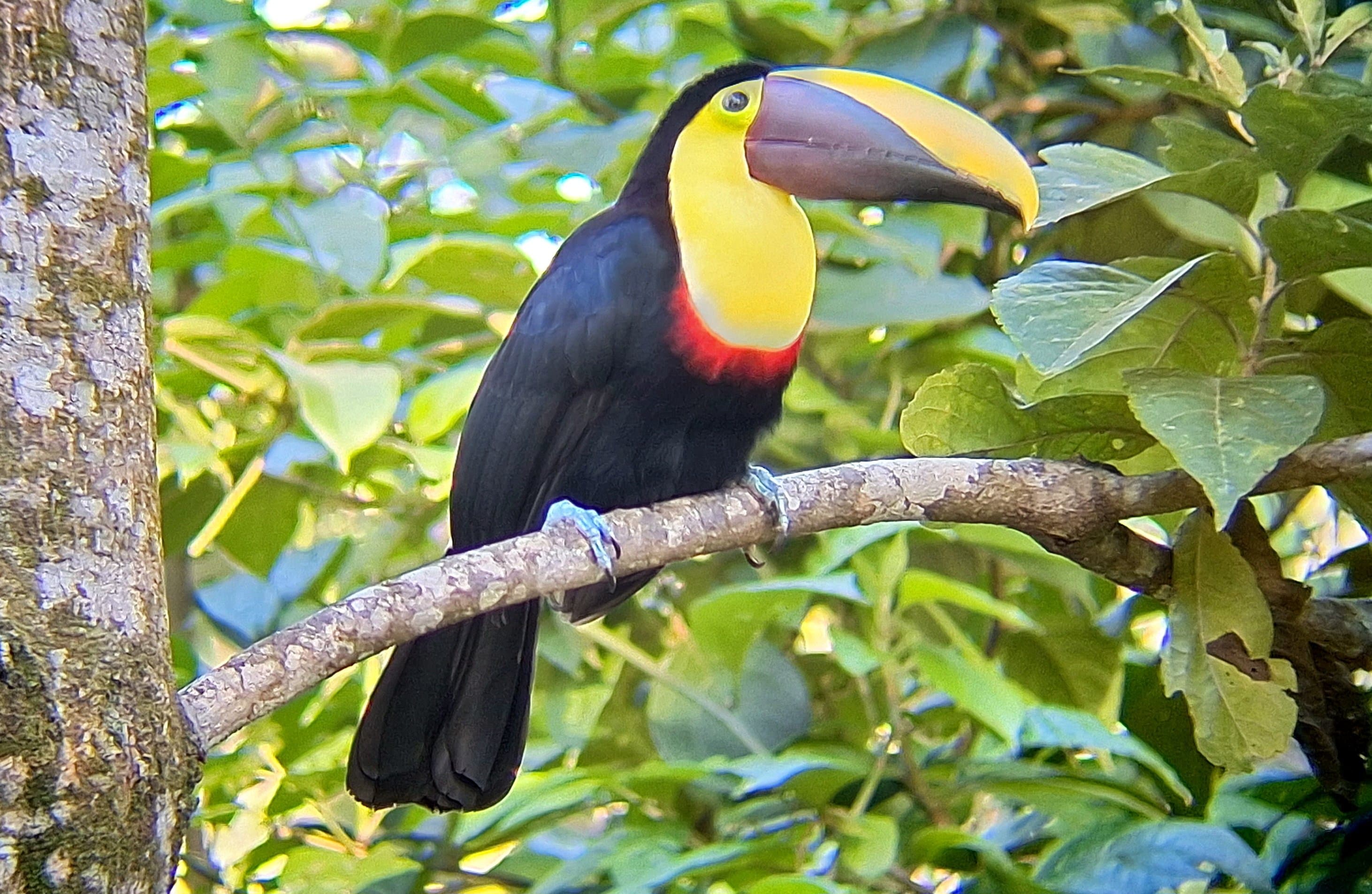 One Day Tour Monte Verde - Image 2