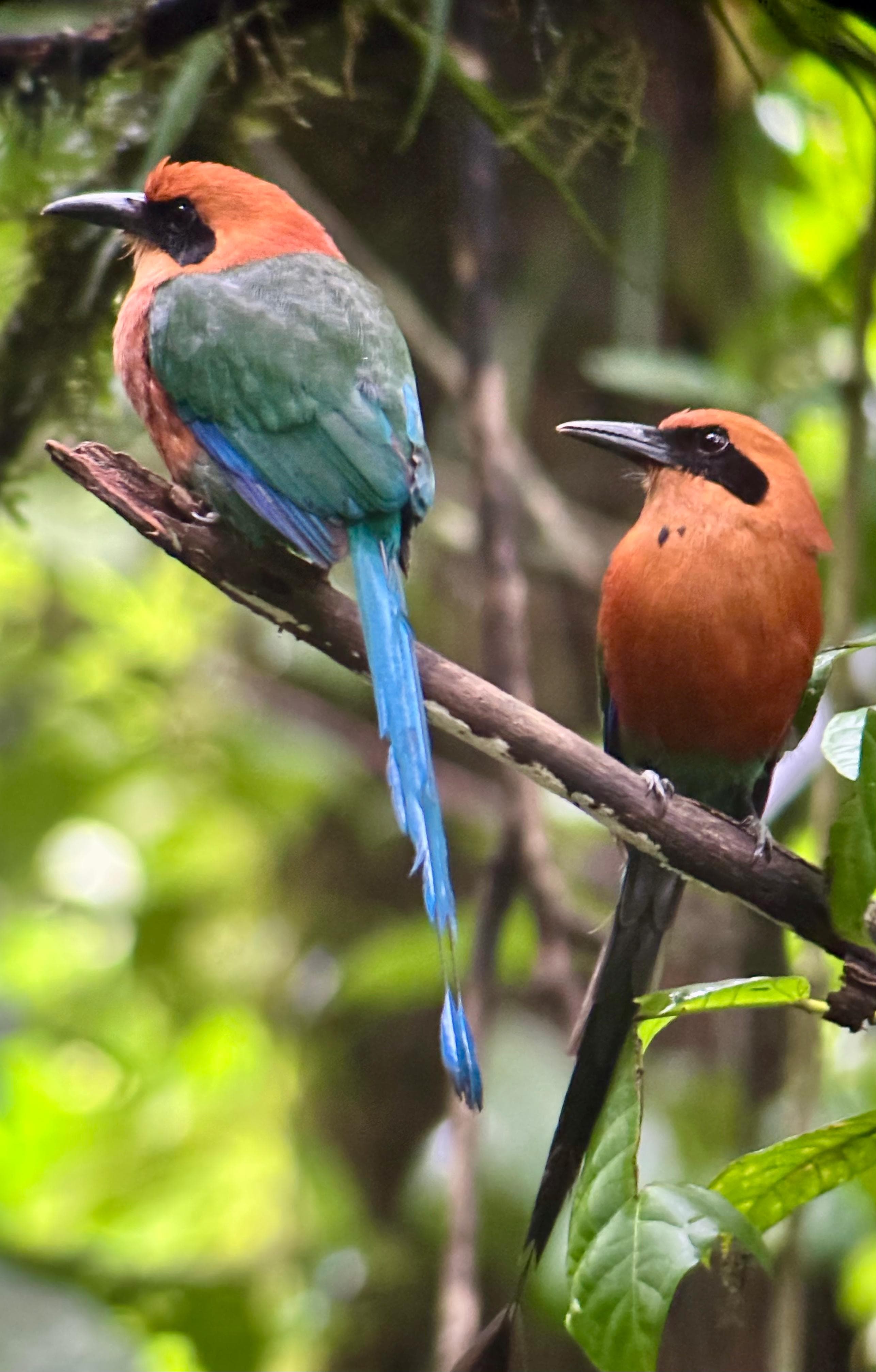 One Day Tour Rio Celeste - Image 1