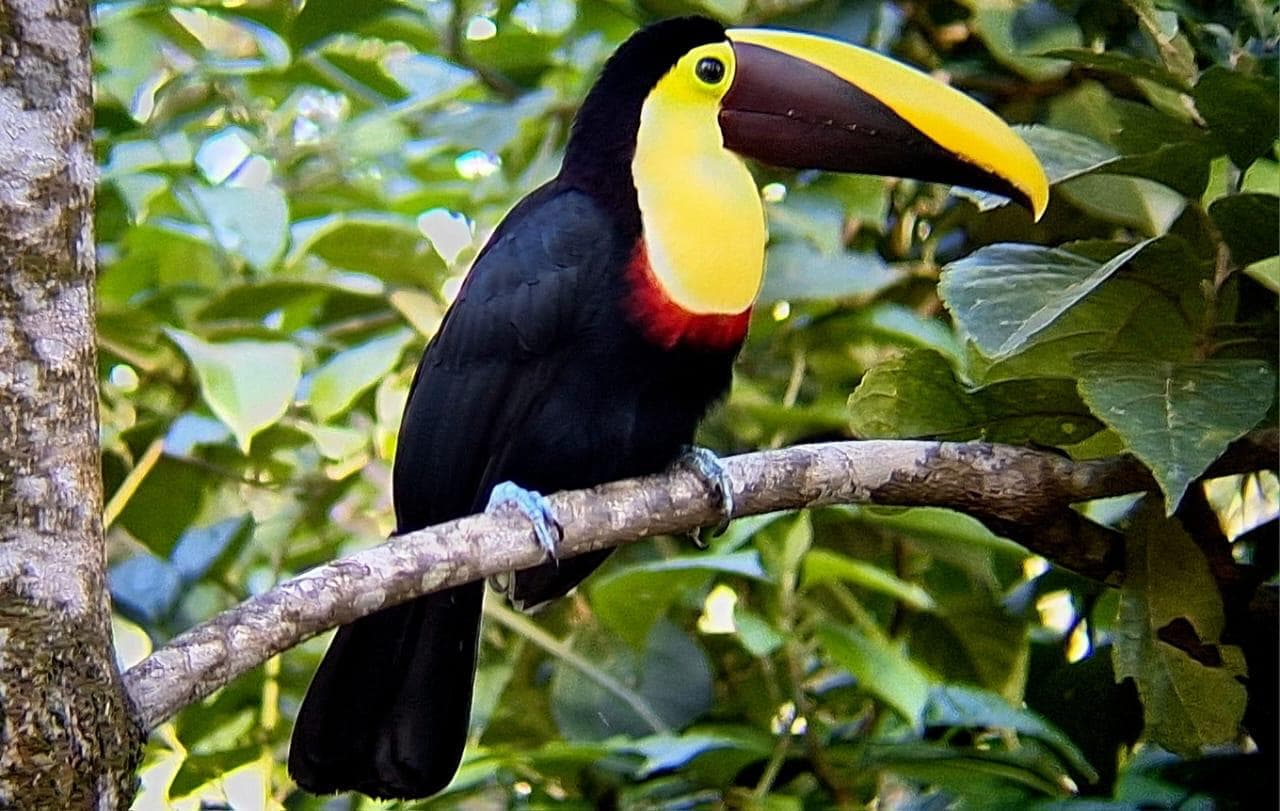 One Day Tour Rio Celeste - Image 3