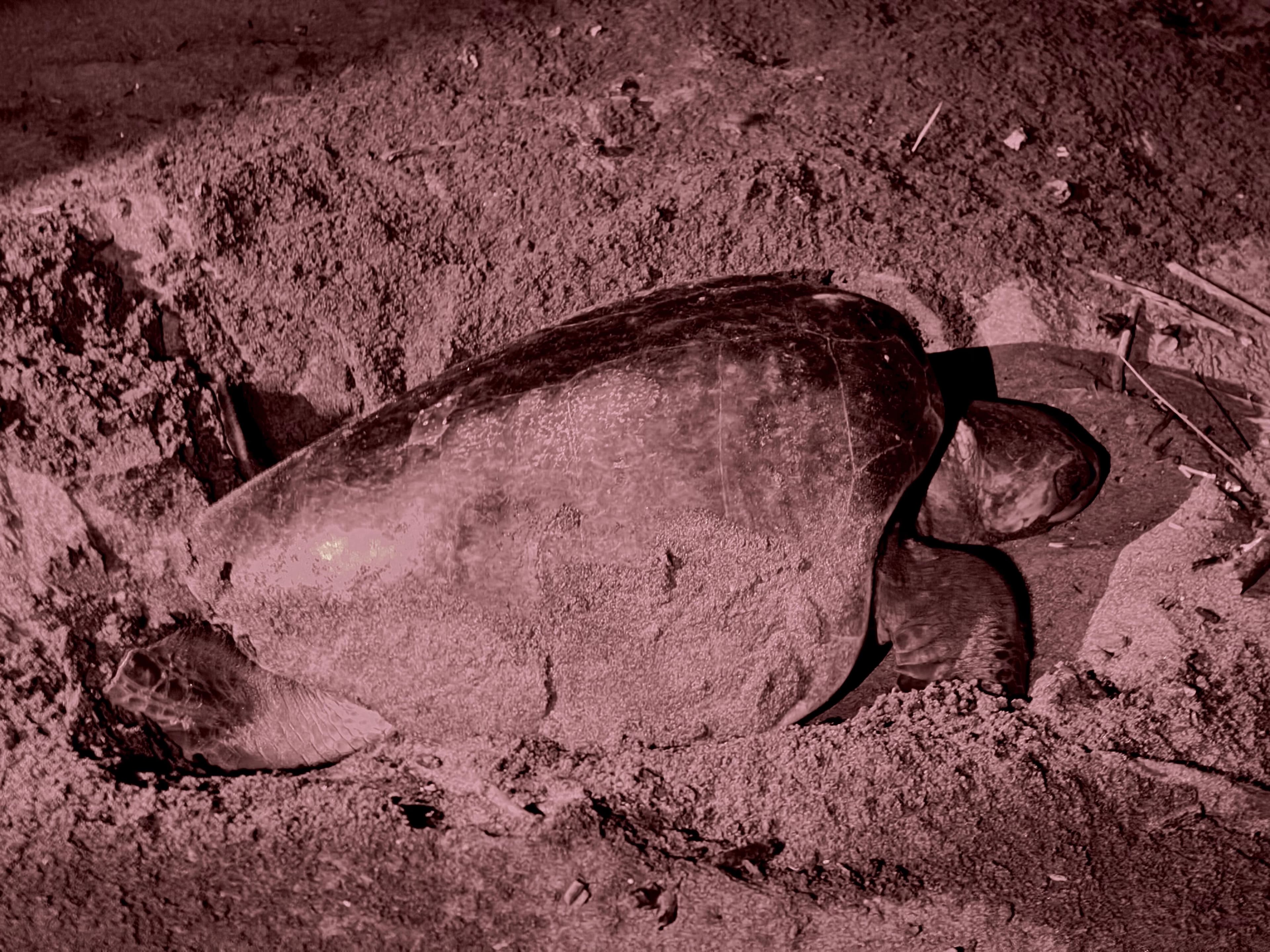 Sea Turtle Observation - Image 1