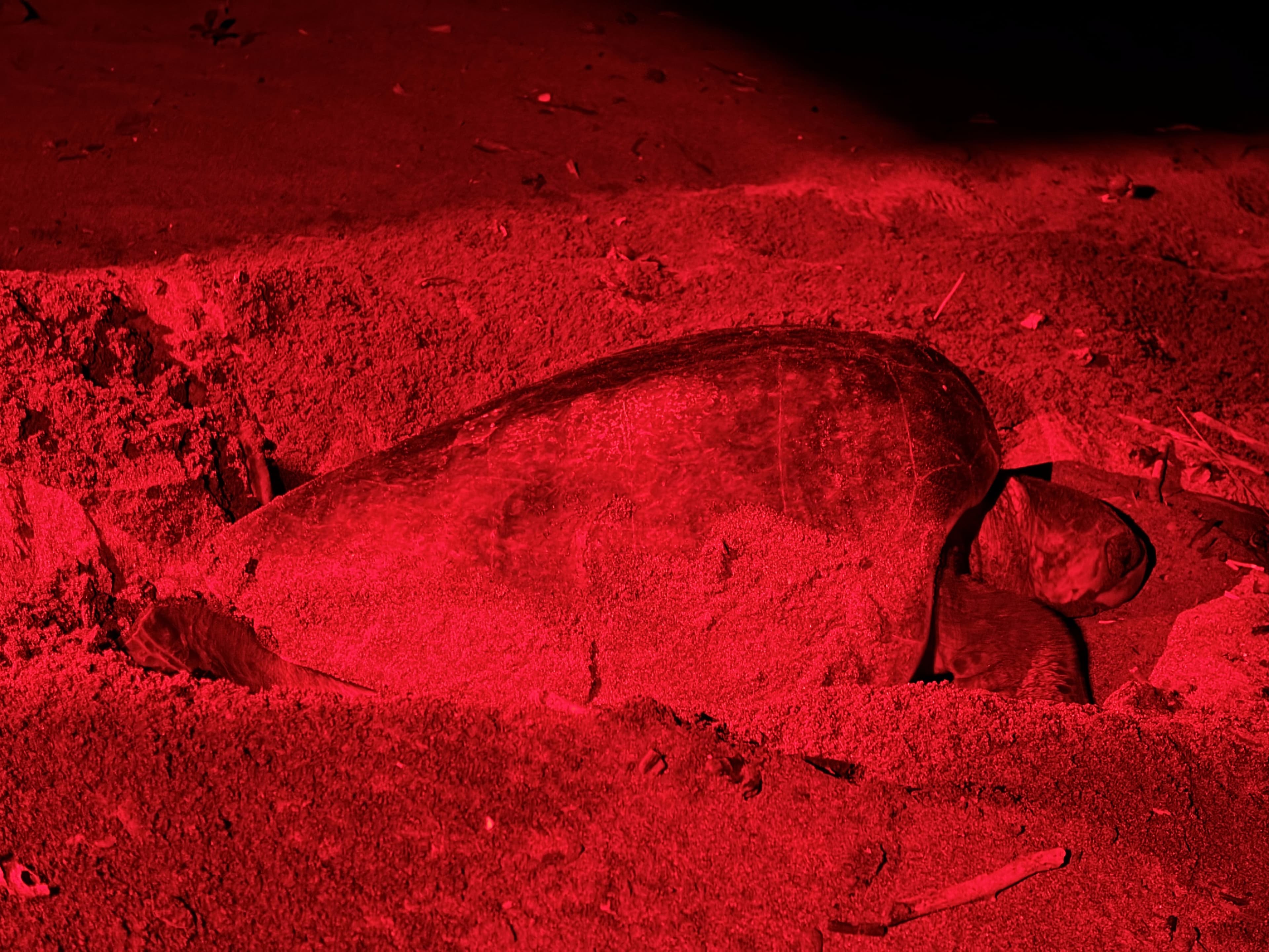 Sea Turtle Observation - Image 2