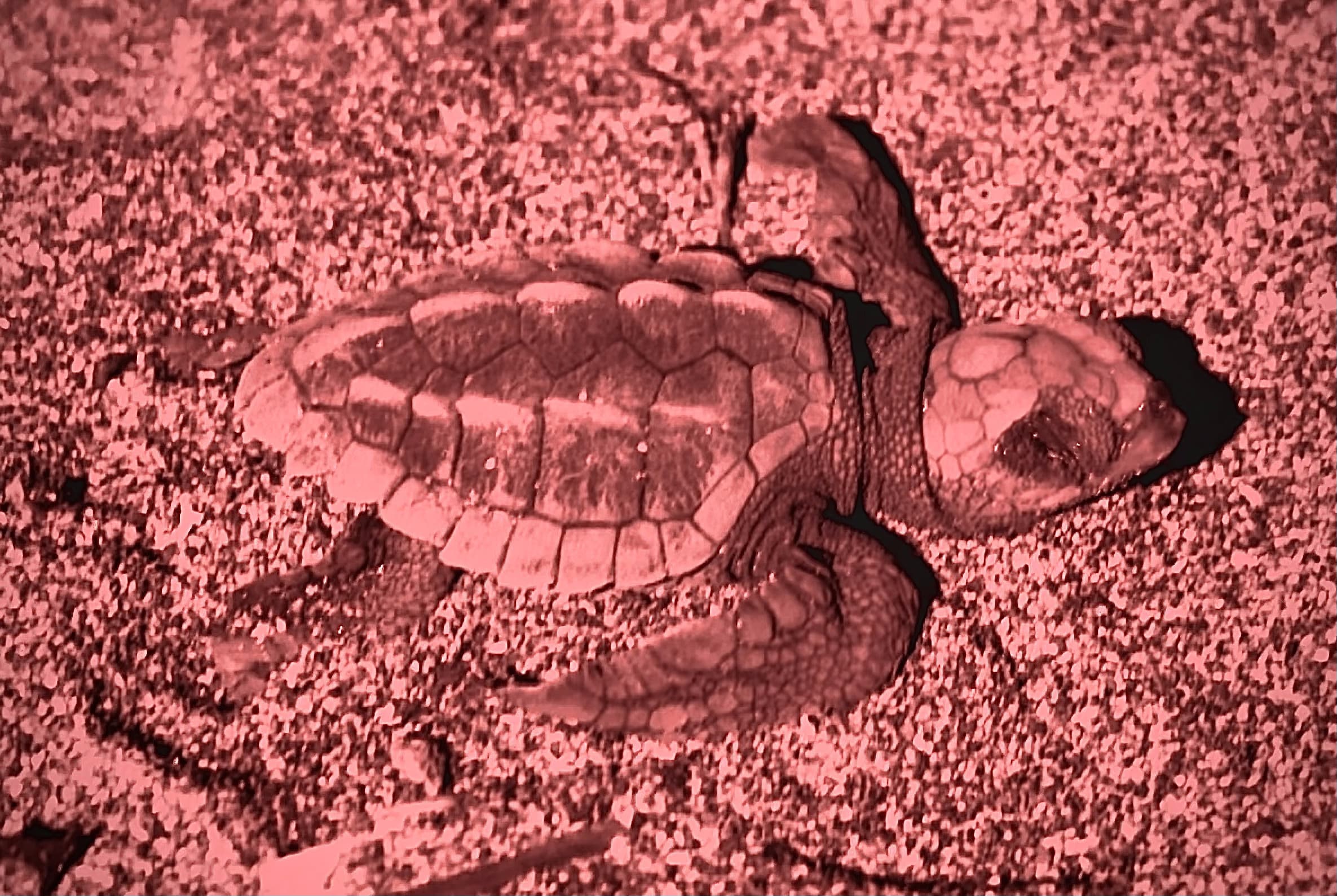 Sea Turtle Observation - Image 3