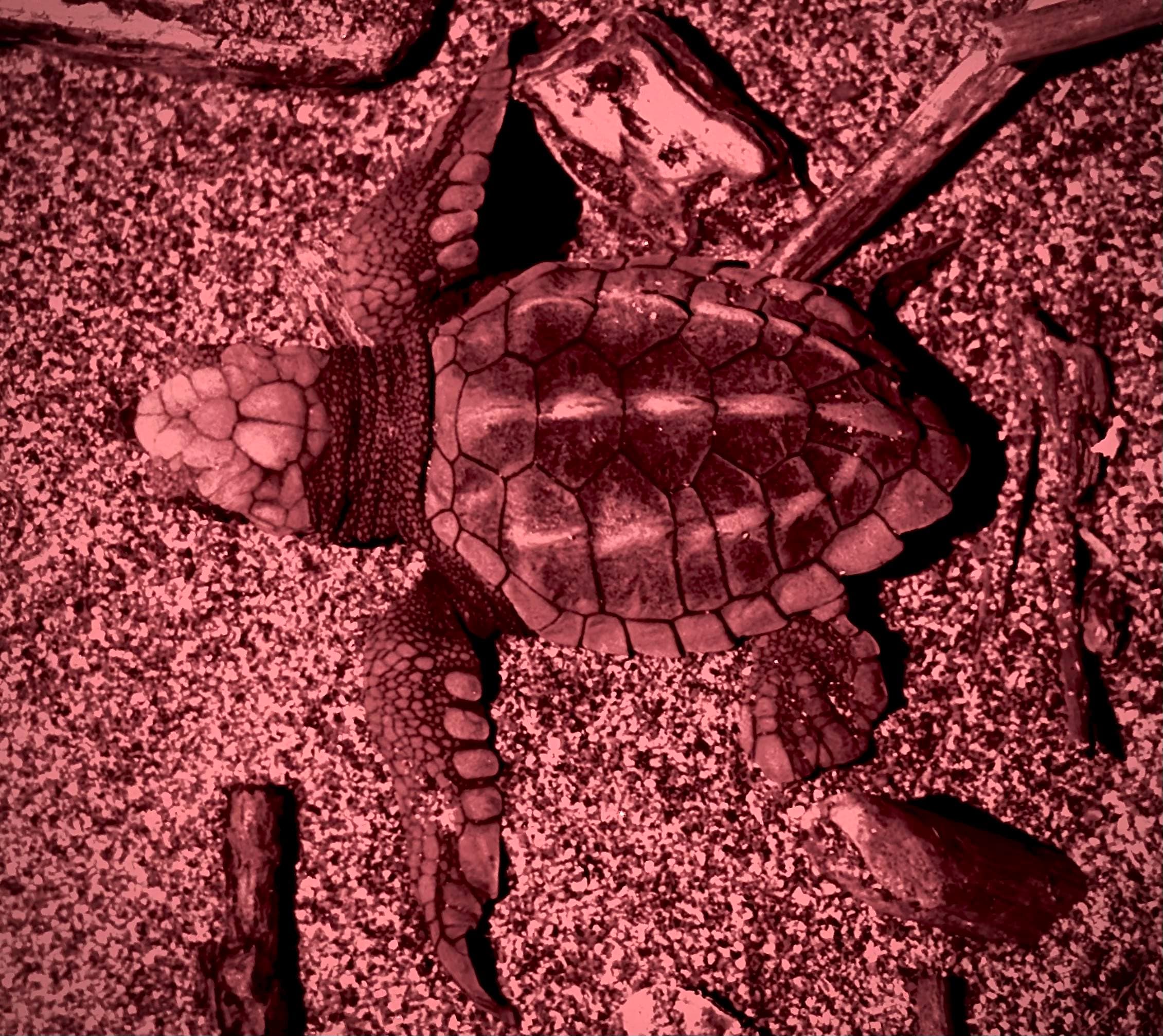 Sea Turtle Observation - Image 5