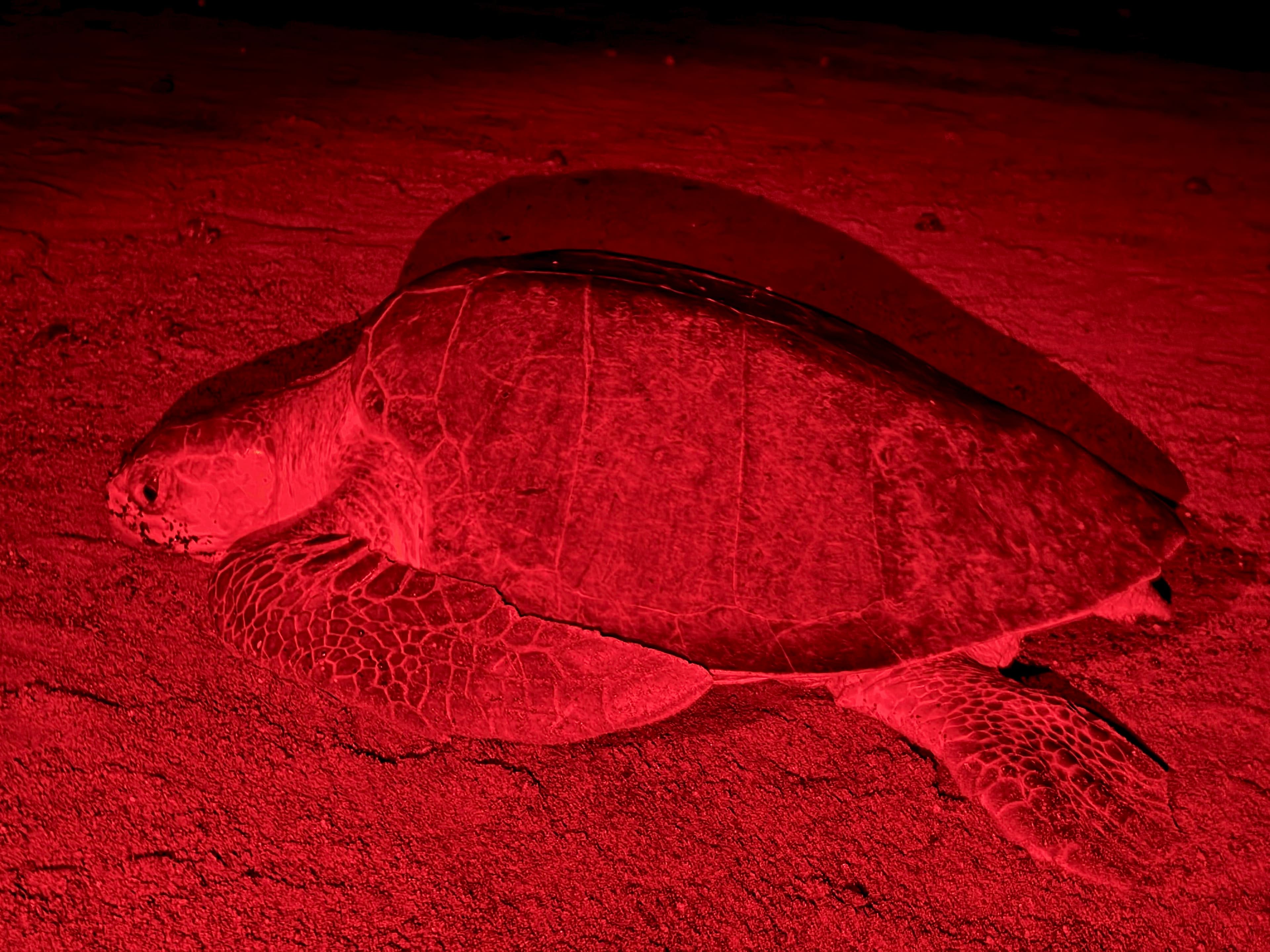 Sea Turtle Observation